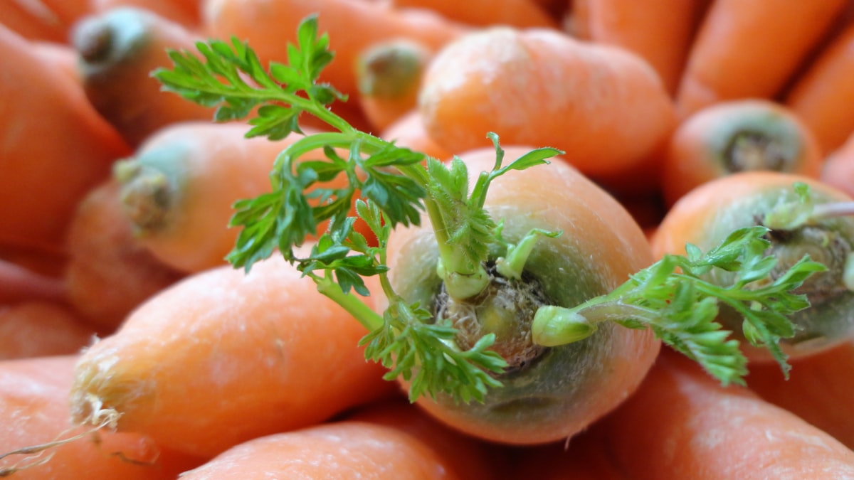 Healthy meal with eye-supporting nutrients